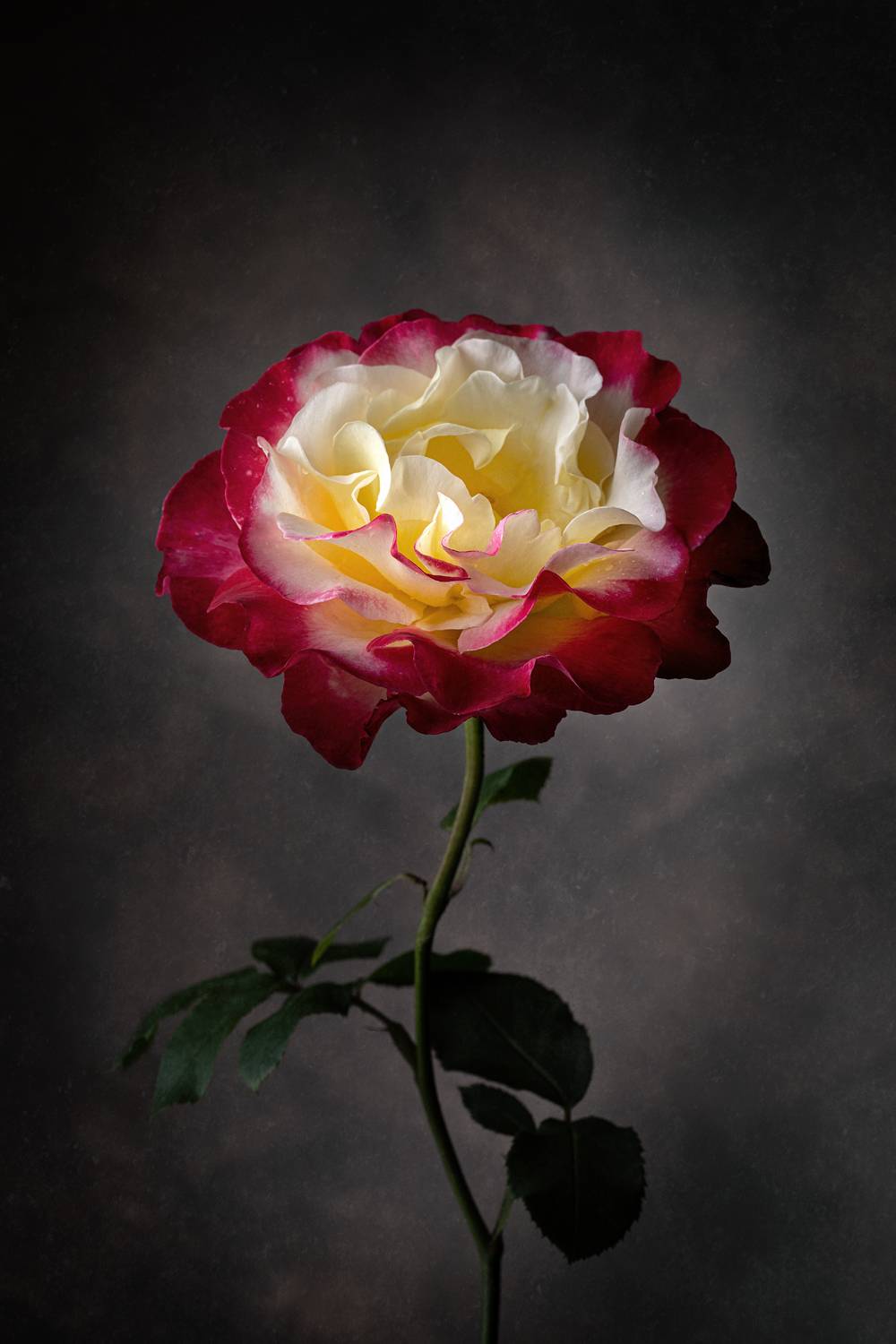 роза, цветок, цветение, флора, ЯR Ольга