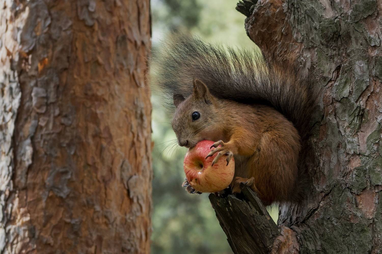, Евгений Верещагин