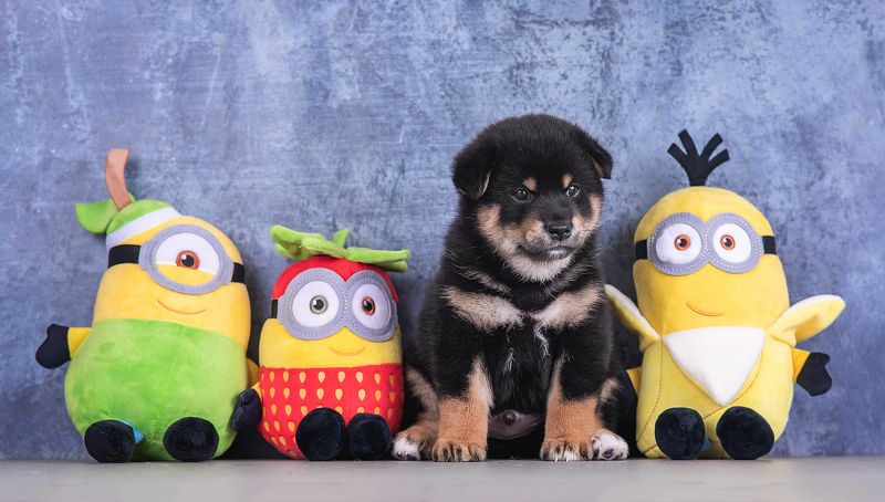 фото превью