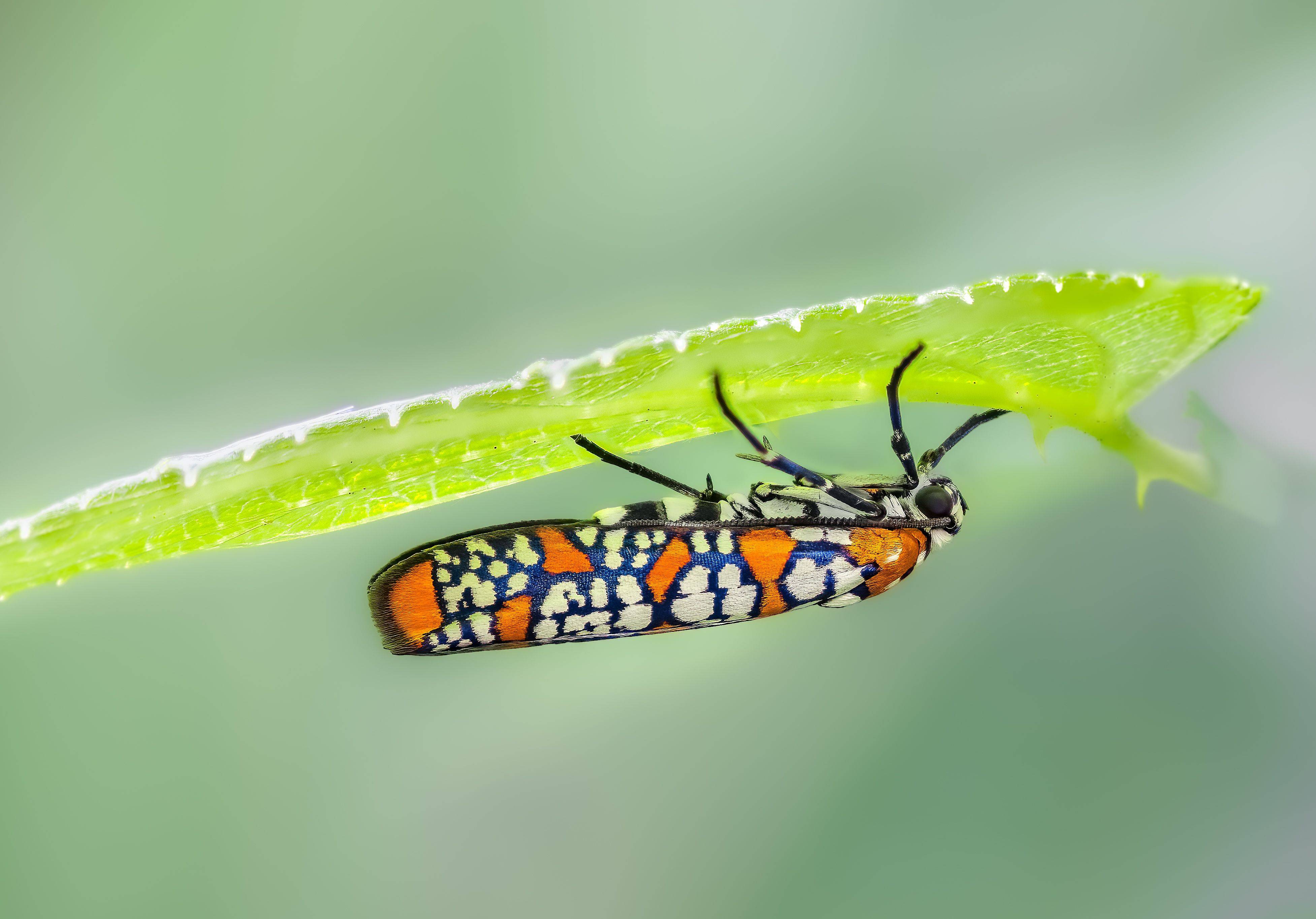 moth, butterfly, beetle, insect, fall, autumn, stink bug, macro, leaves, season, seasons, camouflage, camouflaged,, Atul Saluja