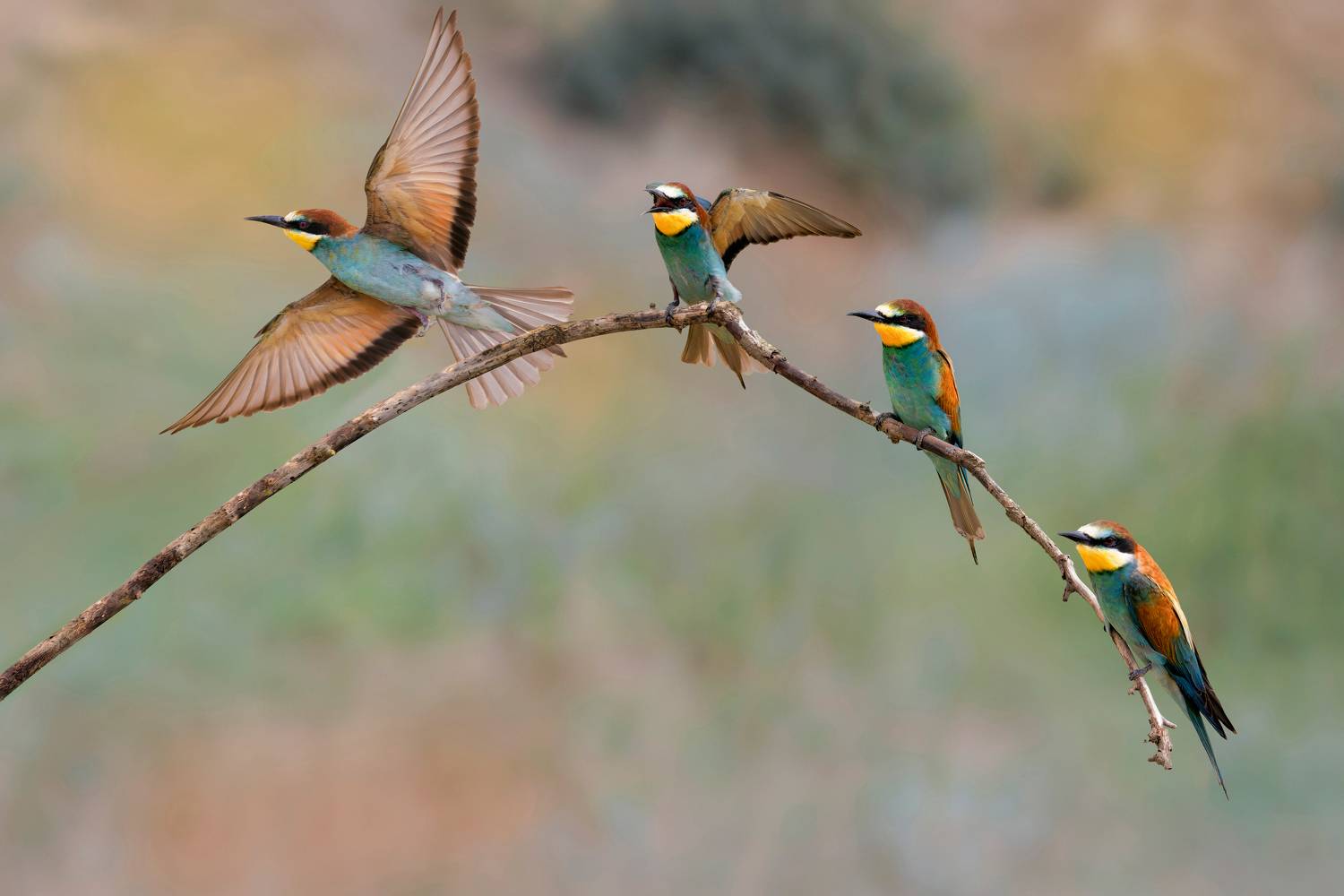 фотоохота,, Марат Кучкаев