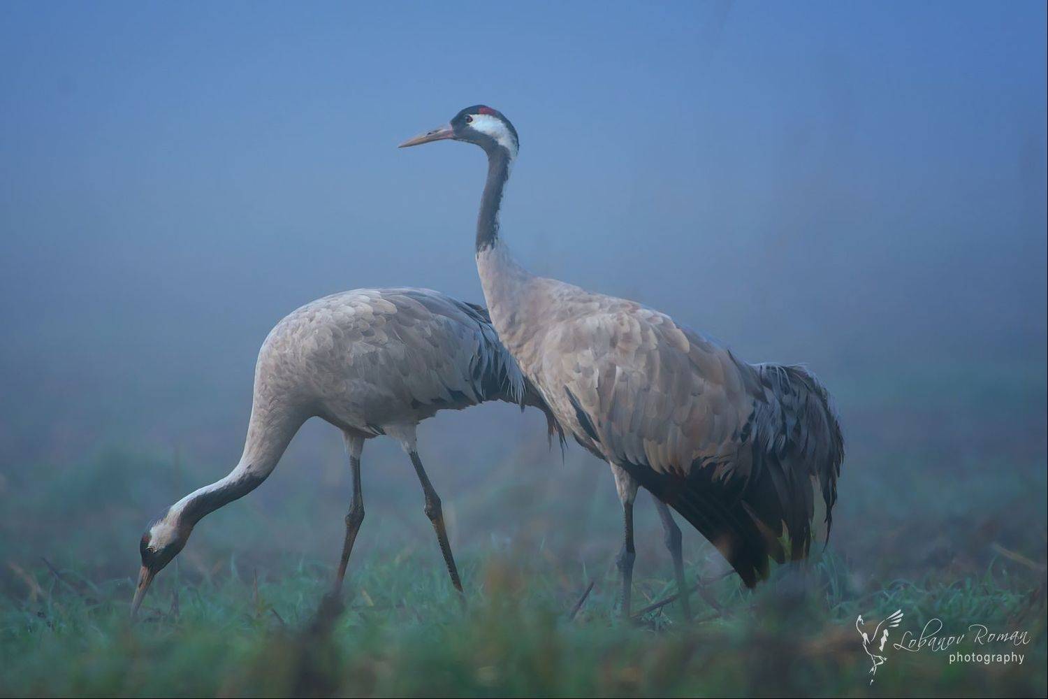 , Лобанов Роман