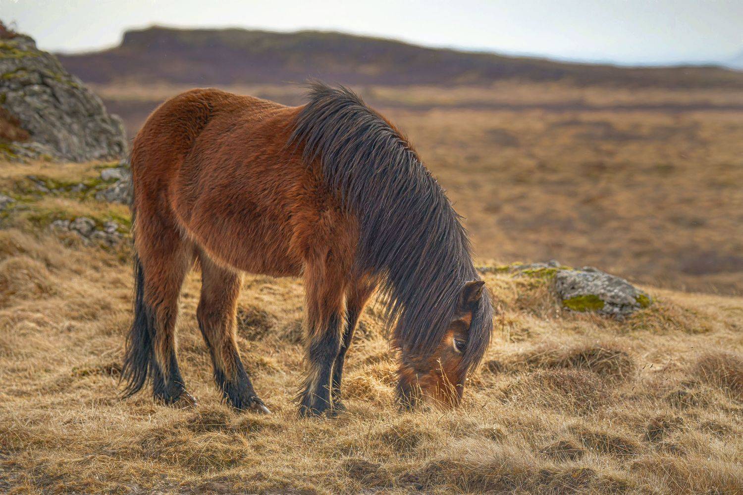 , Шварцман Евгений
