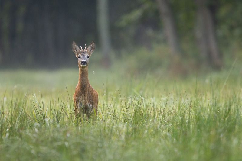 las,ssaki,natura,sarna,zielen,przyroda Koziołek фото превью