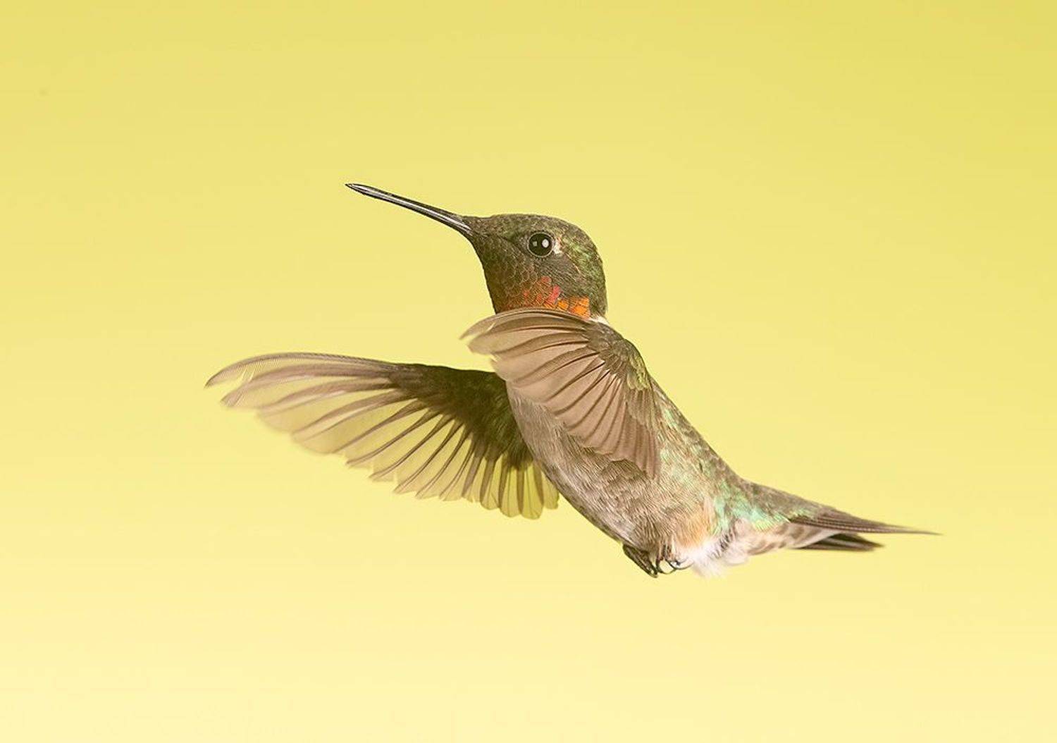 колибри,ruby-throated hummingbird, hummingbird, Etkind Elizabeth