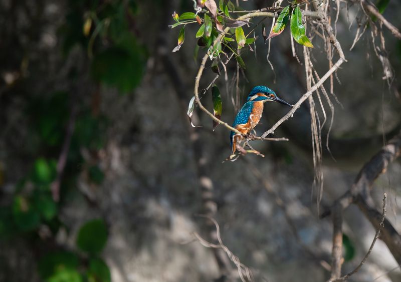 King Fish фото превью