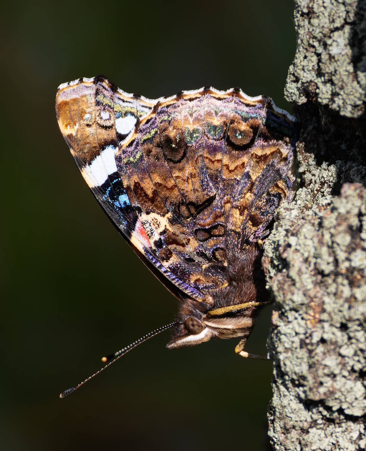бабочка, vanessa atalanta, адмирал, фото бабочек, насекомые, макро, Александр Шипиленко
