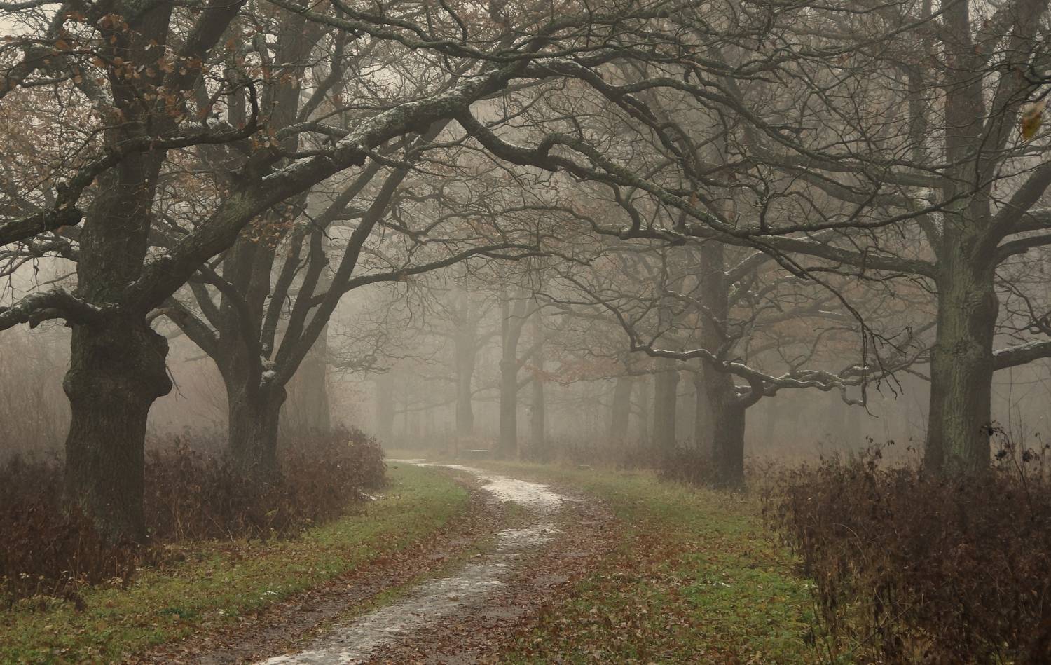 park, landscape, nature, alley, tree, autumn, morning,  Сергей Андреевич