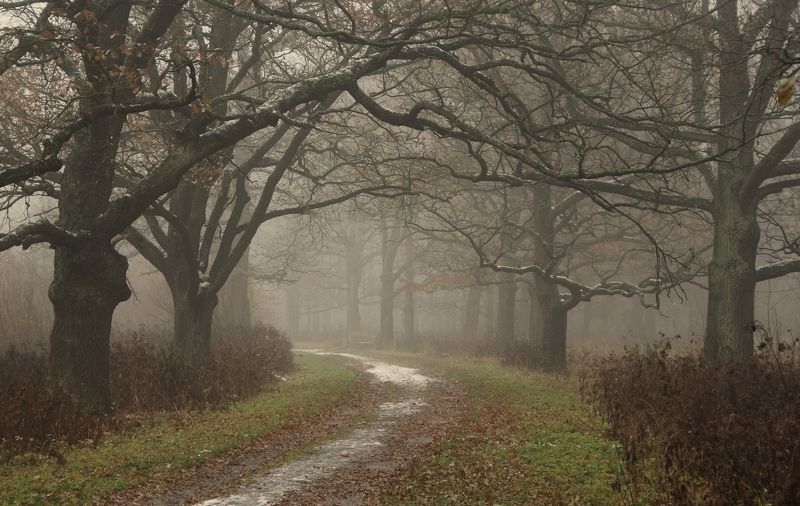 park, landscape, nature, alley, tree, autumn, morning Morning in October фото превью