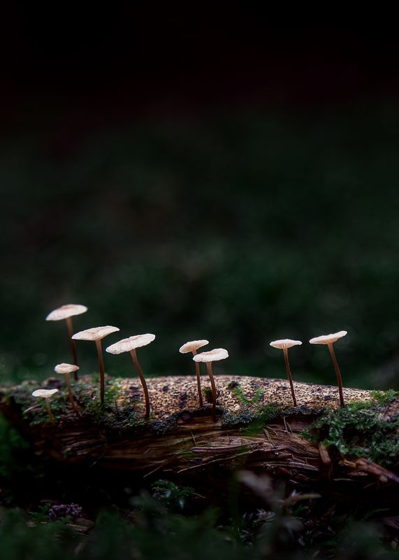 Кто шагает дружно в ряд? фото превью