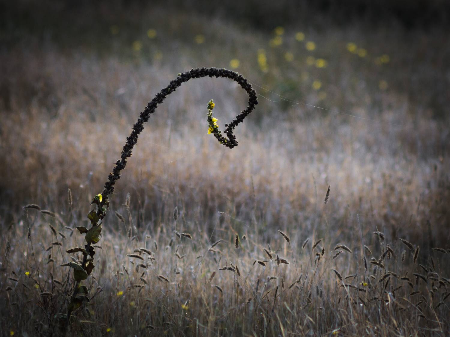 осень, минимализм, стебли, холмы, желтое, сухое, керчь, крым, россия, Щербак Анатолий