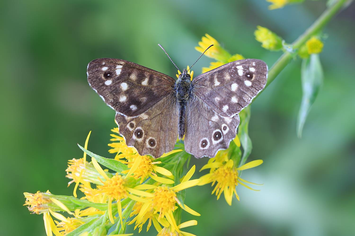 насекомые, бабочка, нимфалида, бархатница, краеглазка, эгерия, лето, август, Борис Новиков