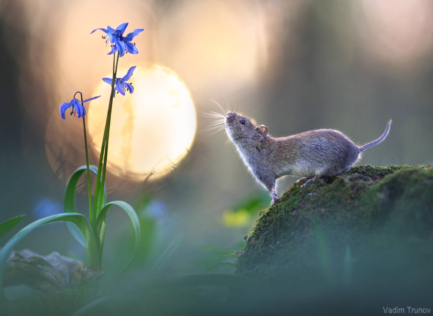 мышь, mouse, Вадим Трунов