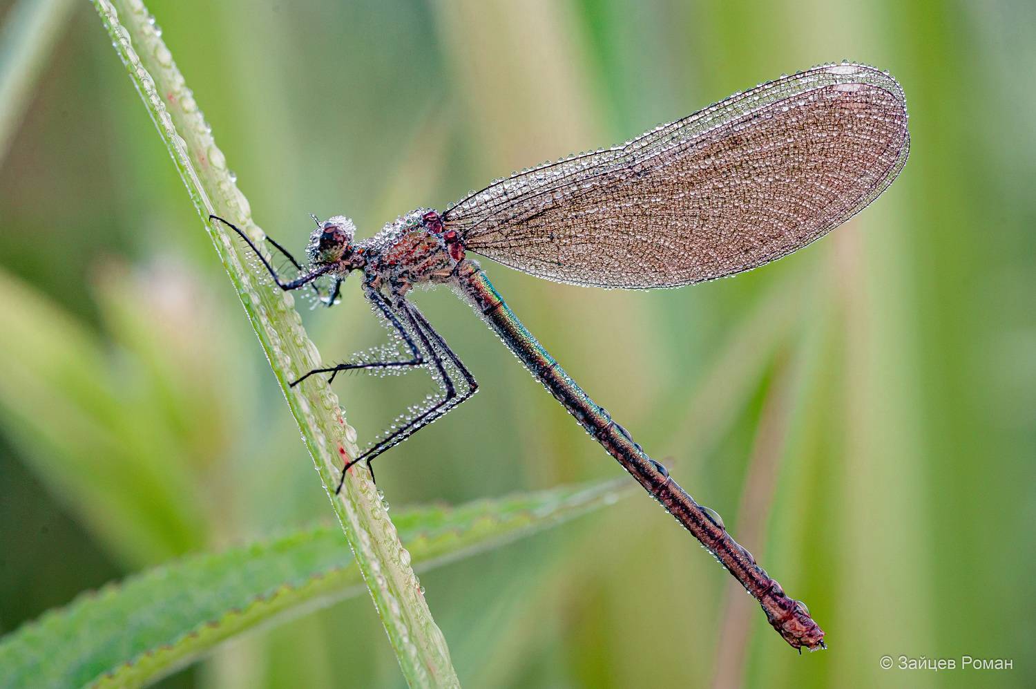 , Роман Зайцев