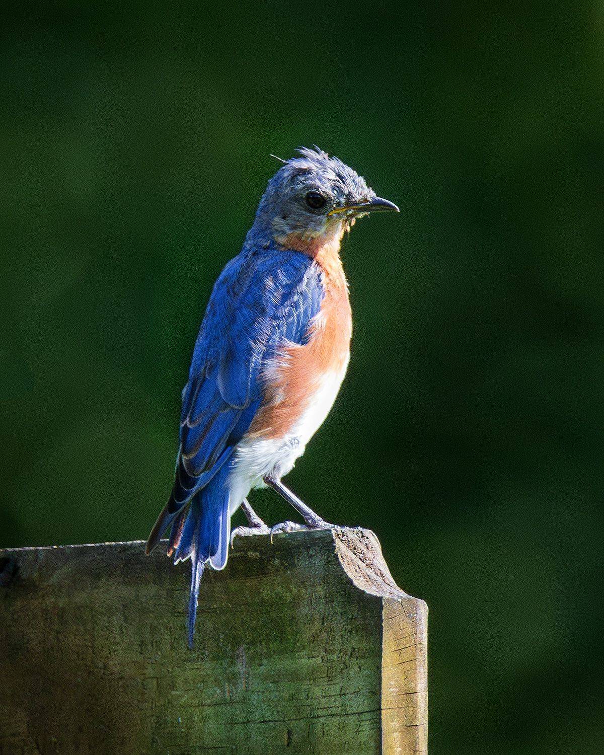 , Леонид Дьяченко