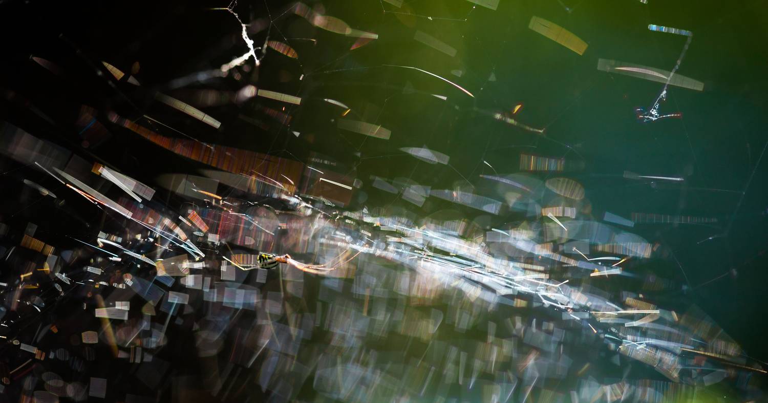 , Викулов Николай