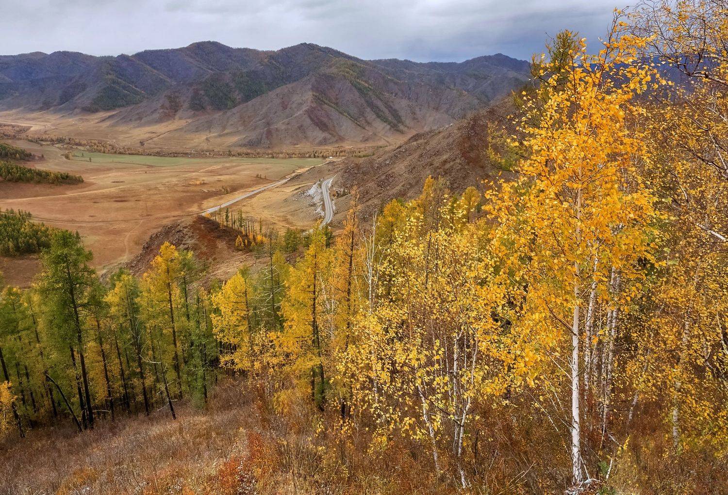 перевал чике-таман, осень, березы, республика алтай, Фомина Марина