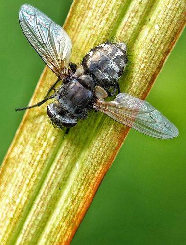 осенняя муха