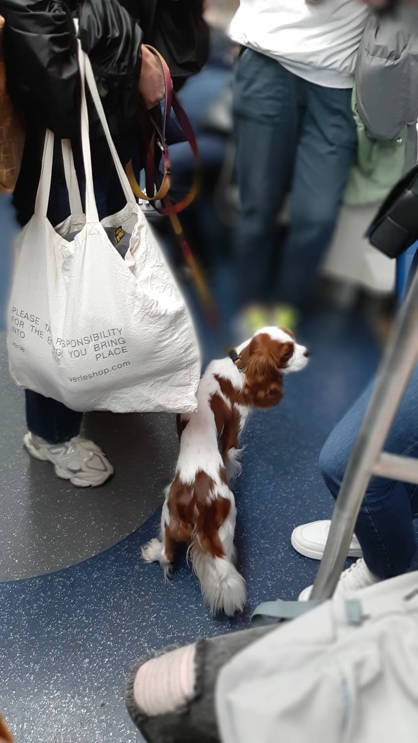 кинг-чарльз спаниэль, Maria V. Gorskaya