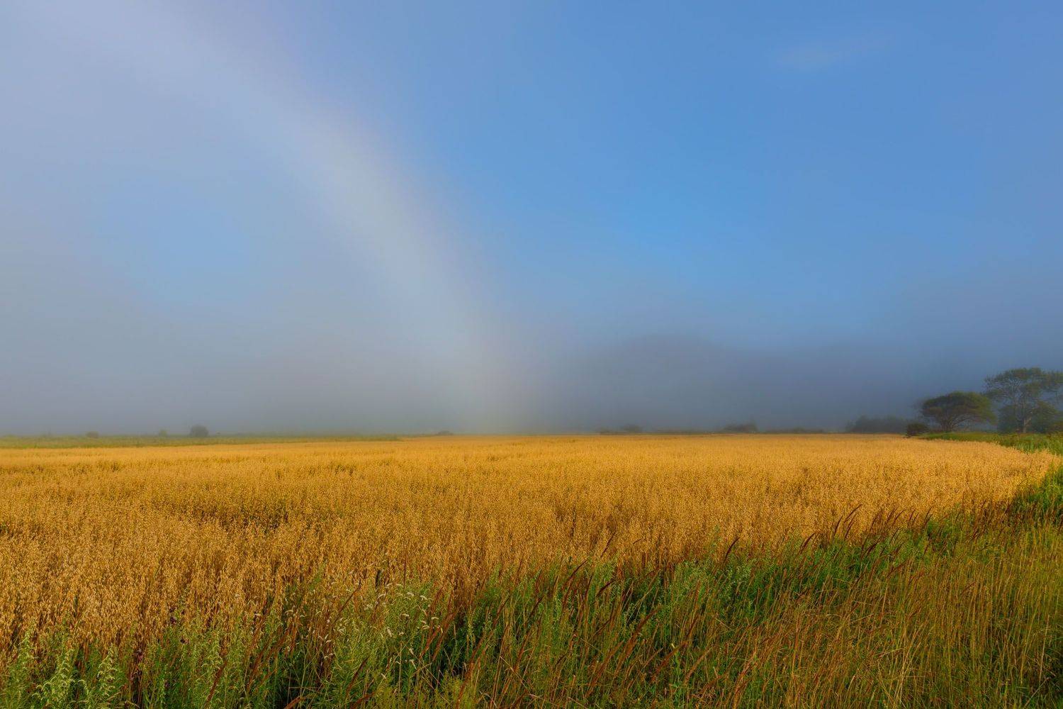 туман, руднаяпристань, поля, лето,  GeorgyPrimoretz