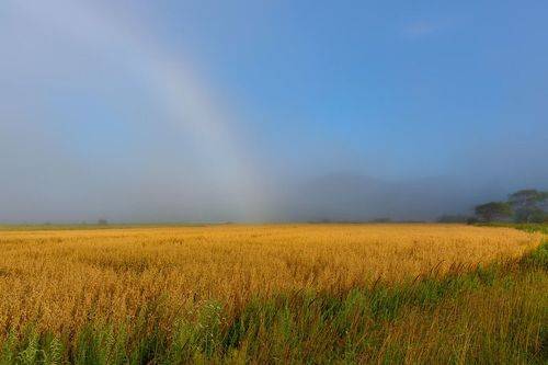 Туман над полями