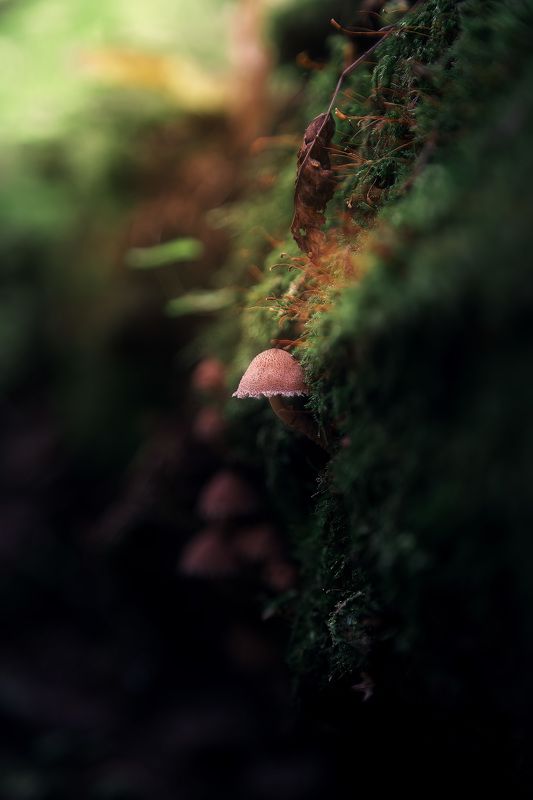 Опять ме.... грибы: и мается фотограф в темноте... фото превью