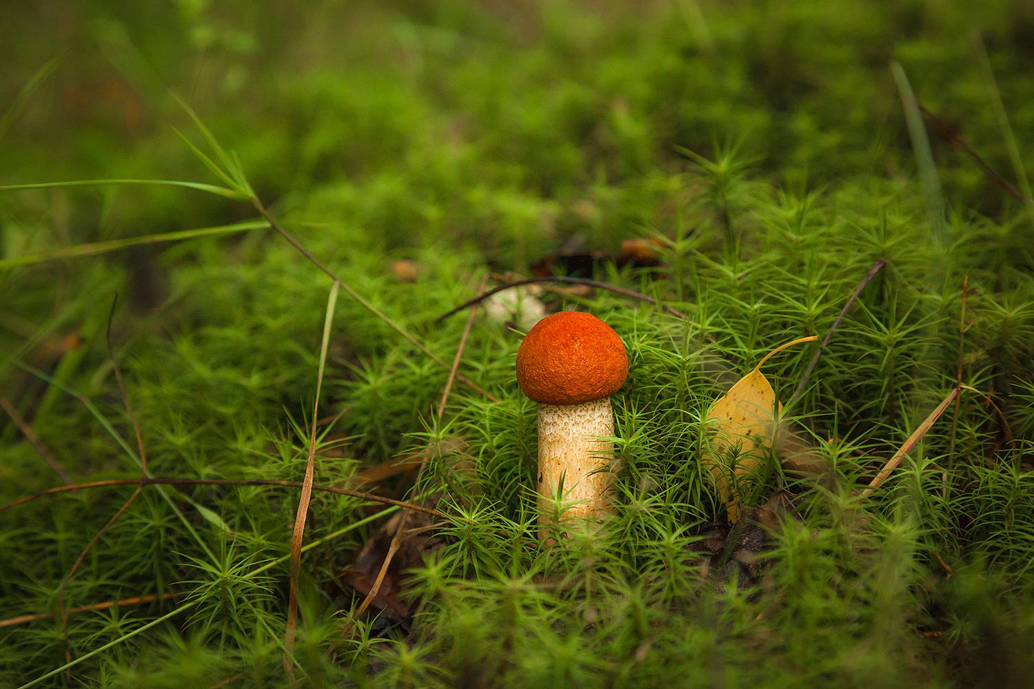 , Напалкин Станислав