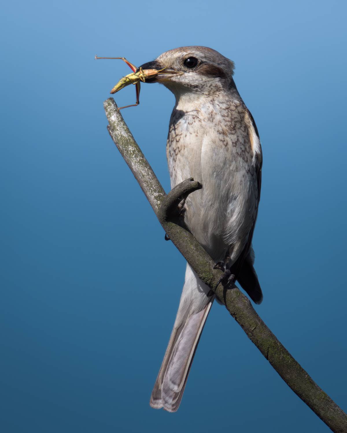 , Поляков Михаил