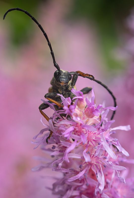 ... фото превью