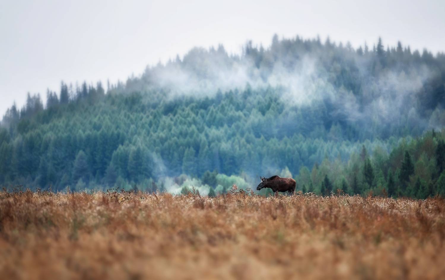 , Vyacheslav Lozhkin