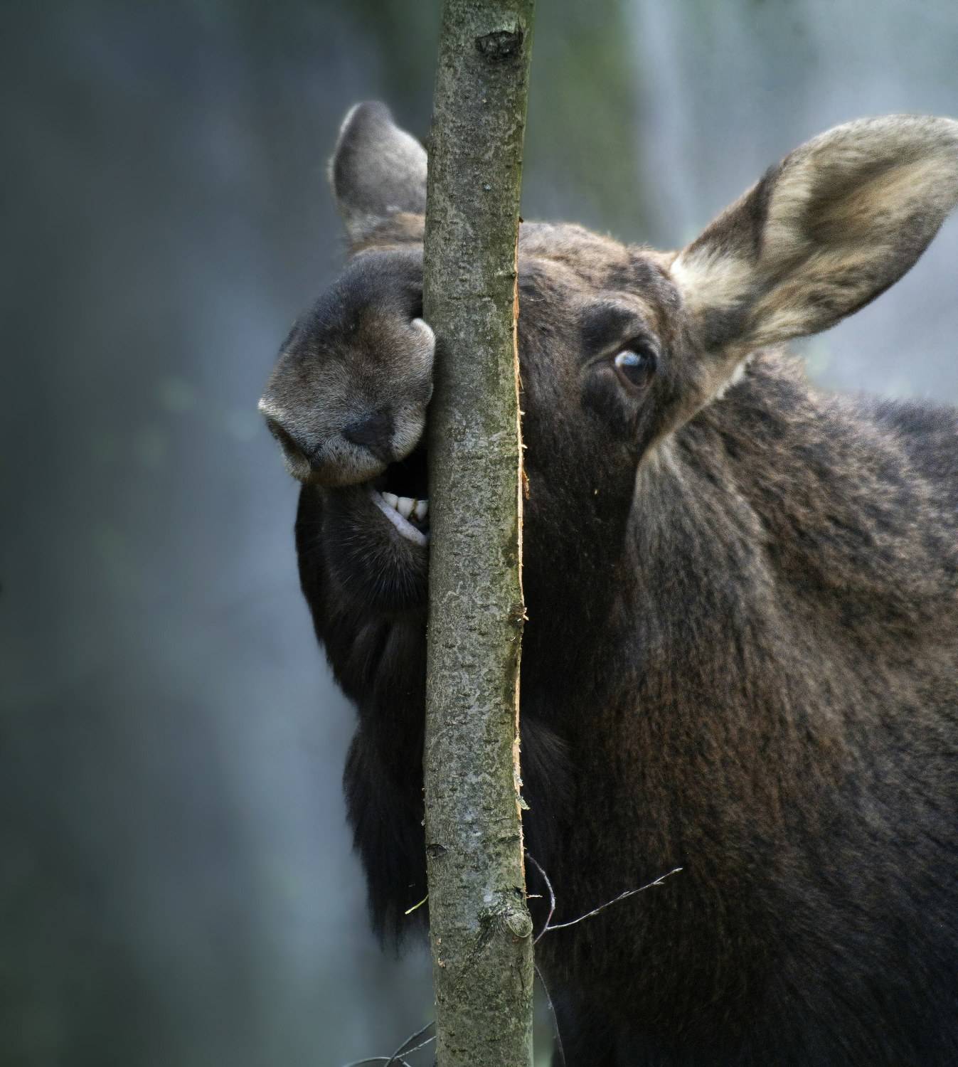 , Никон Александр