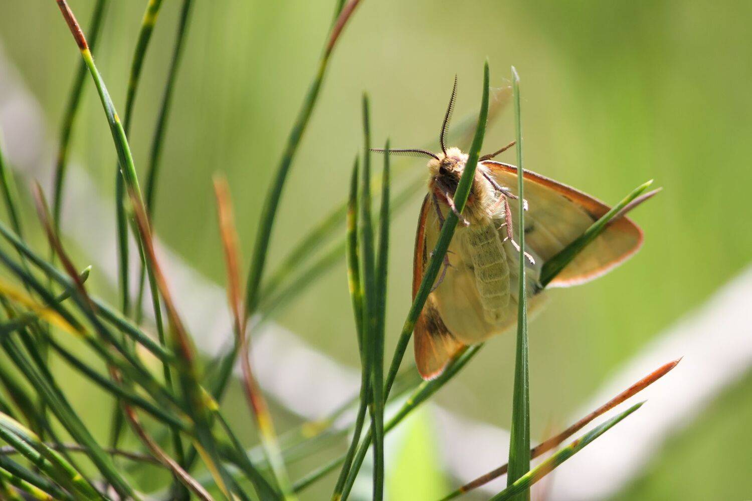 медведица луговая, медведица-скоморох, бабочка, КарОл