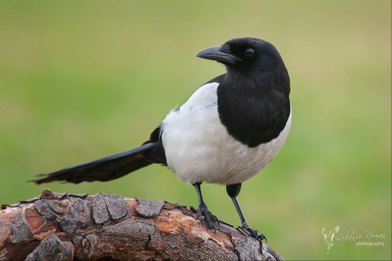 * * * фото превью