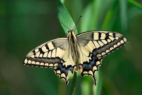 Papilio machaon
