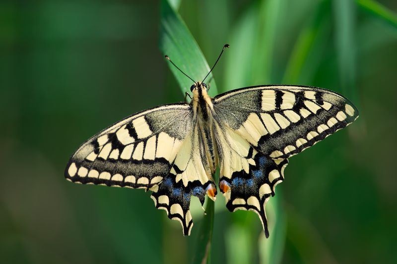 Papilio machaon фото превью