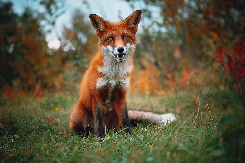 Хитрый лис фото превью