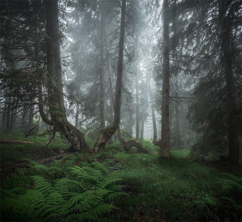 Forest mysteries