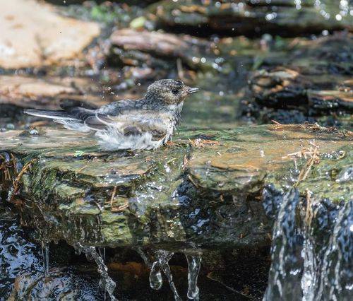 купание мухоловки..