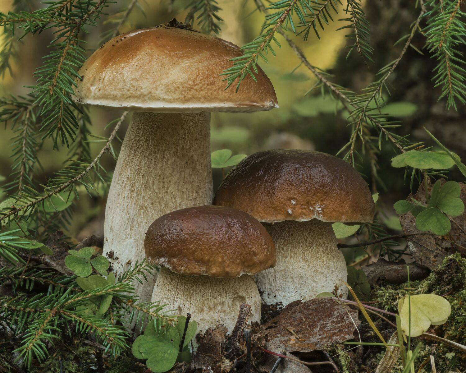 , Максим Вышарь