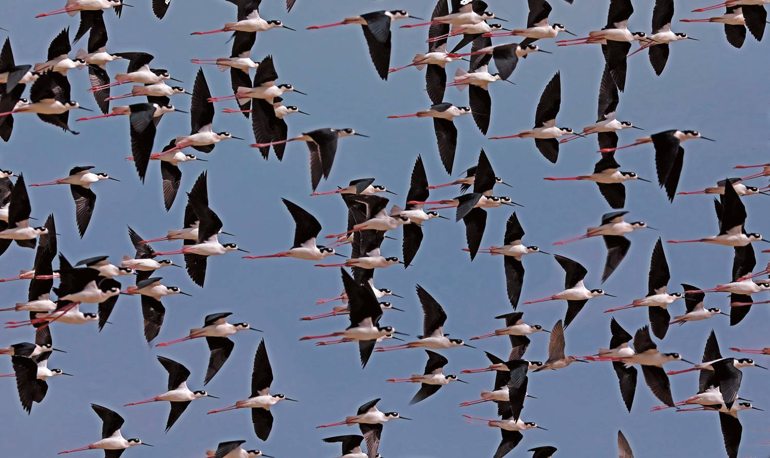 , Дмитрий Елисеев