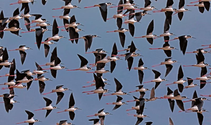 Пестрые самолётики фото превью