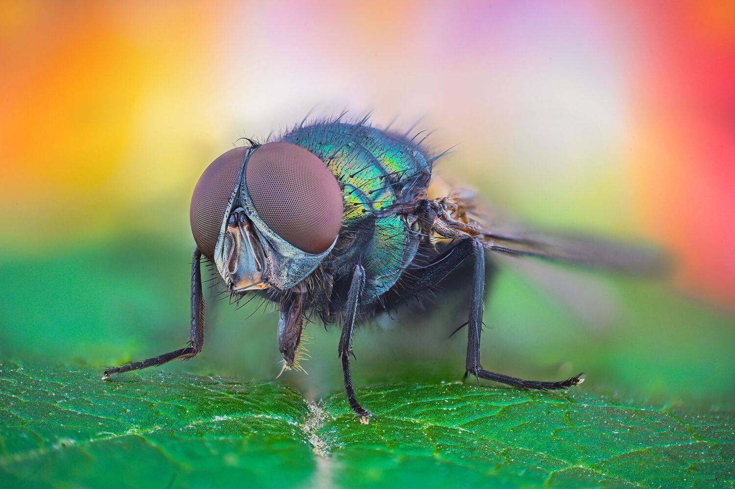 ceclii, macro, Ganev Tsvetan