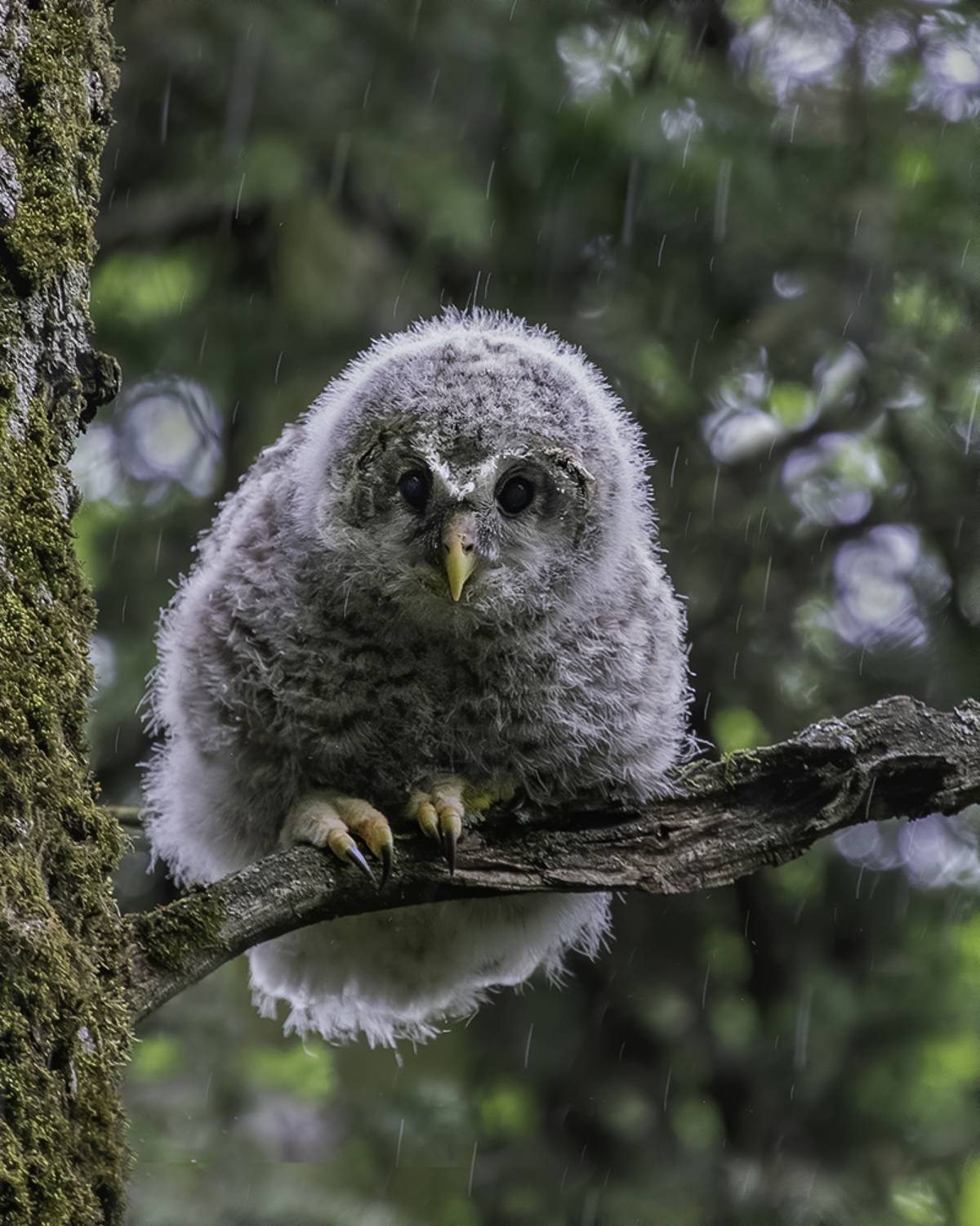 птенец, неясыть, дождь, лес, Сытина Наталия