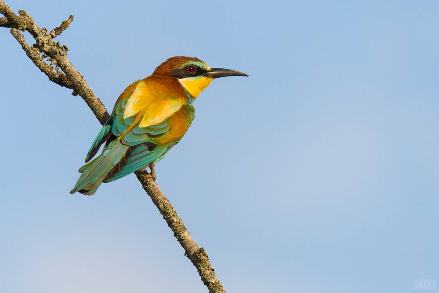 , Дмитрий Доронин