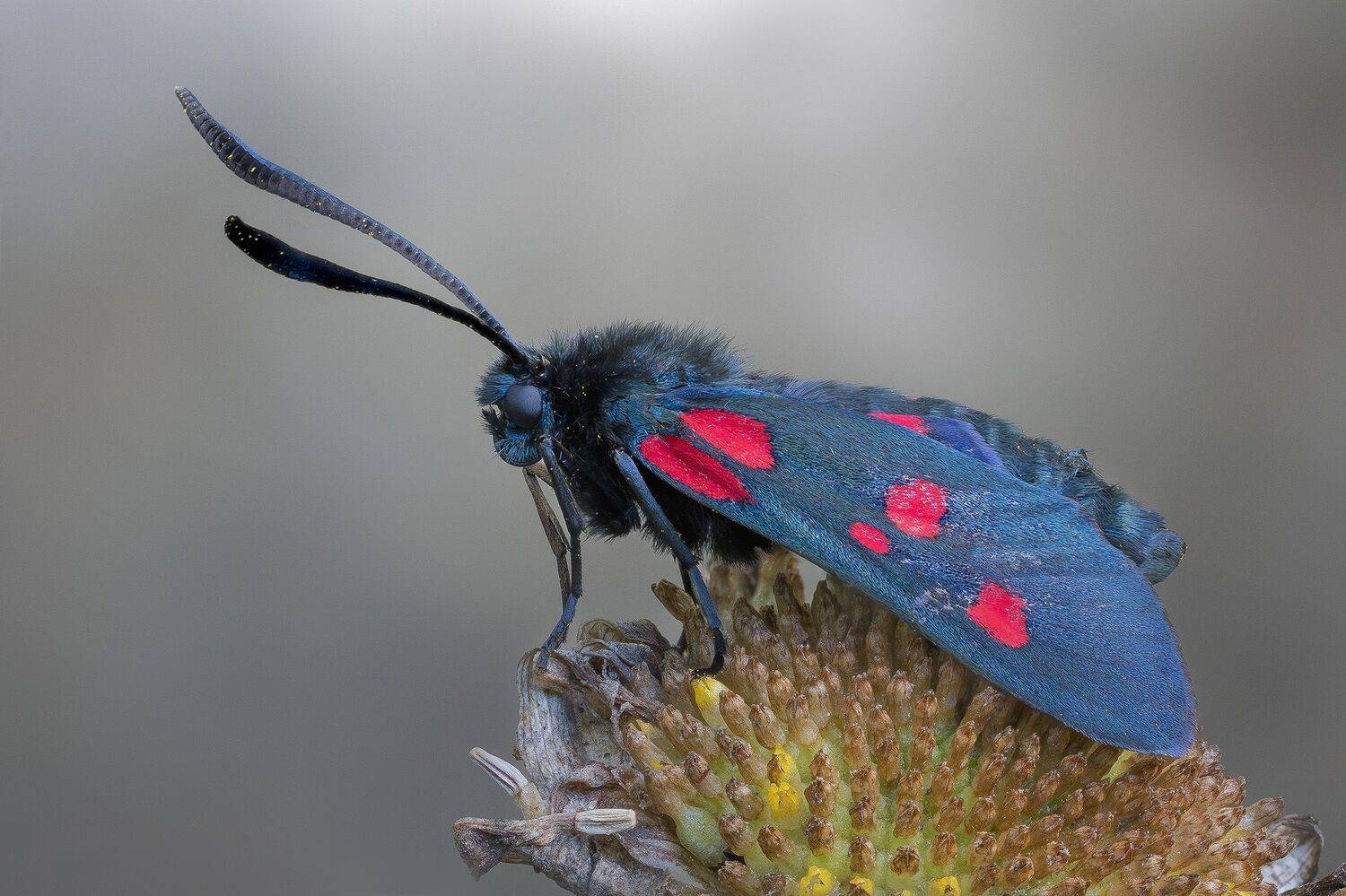 , Кузнецов Дмитрий