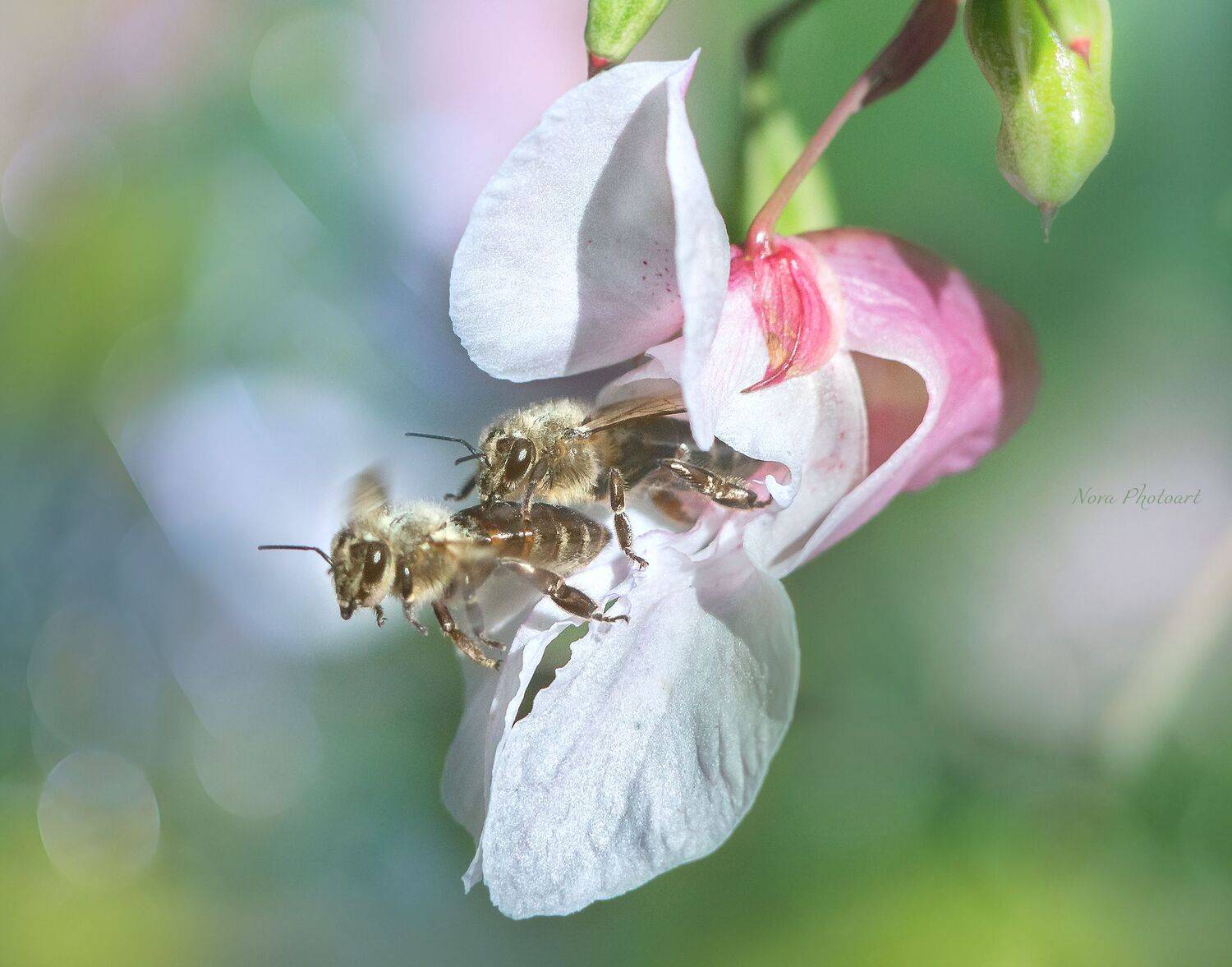 макрофотография, macro, макромир, макросъёмка, фотоприроды, nature, артфото, фотомакро, боке, мануальнаяоптика, макро, макрофото, макросъемка, красота, цветок, пчела, Светлана Смирнова