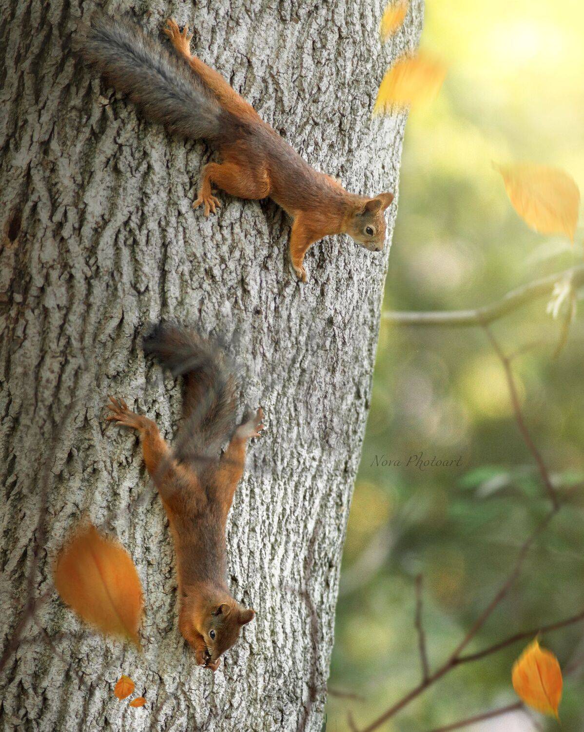 лес, белка, белки, осень, Светлана Смирнова