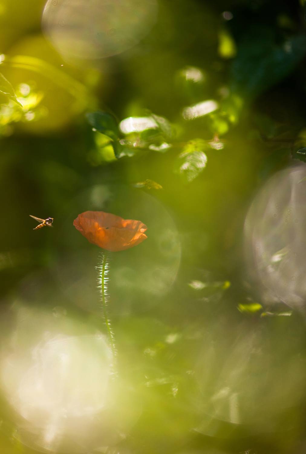 , Викулов Николай