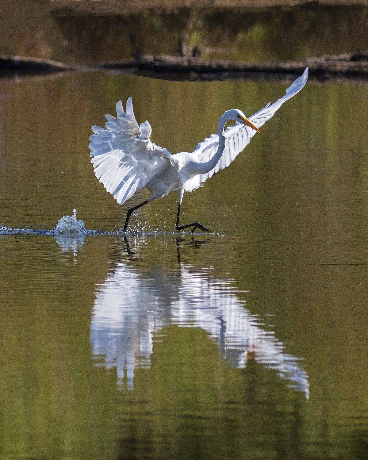 , Леонид Дьяченко