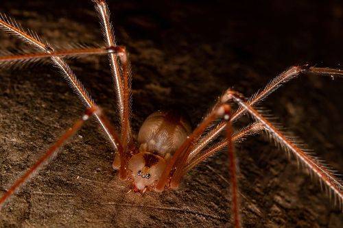 A spider in the night